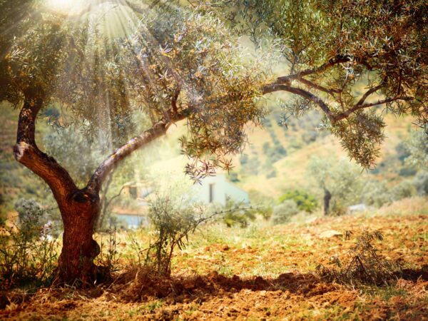 Arbequina Olive Tree – 3 Gallon - Image 7