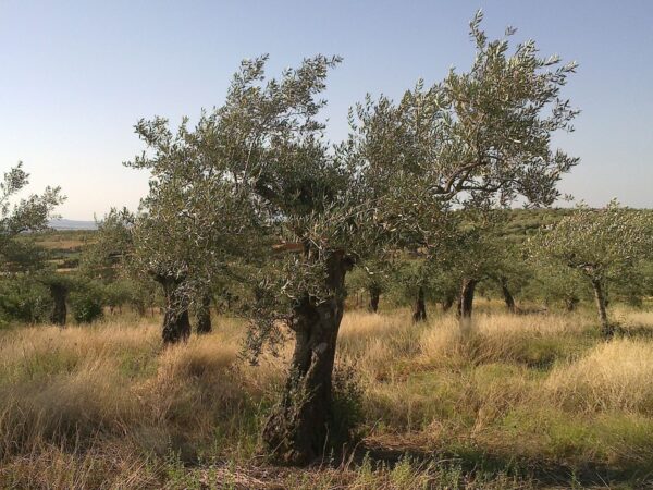 Arbequina Olive Tree – 3 Gallon - Image 4