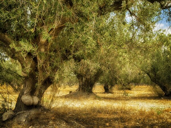 Arbequina Olive Tree – 3 Gallon - Image 5