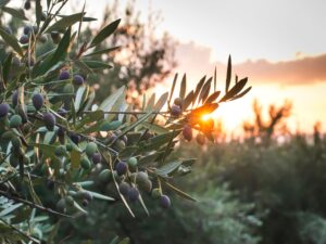 Arbequina Olive Tree – 3 Gallon