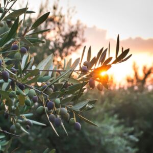 Arbequina Olive Tree – 3 Gallon