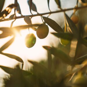 Gift a Tree (Holiday Preorders)