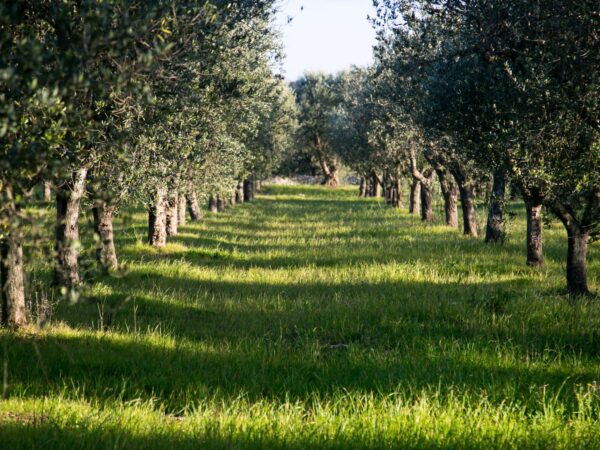 Arbequina Olive Tree – 3 Gallon - Image 6