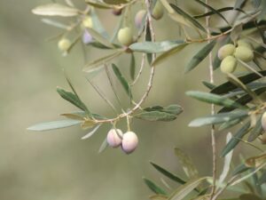 Arbequina Olive Tree – 1 Gallon