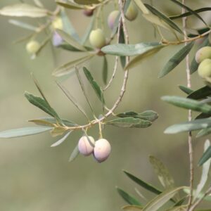 Arbequina Olive Tree – 1 Gallon
