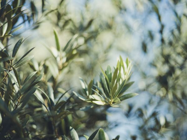 Arbequina Olive Tree – 3 Gallon - Image 2