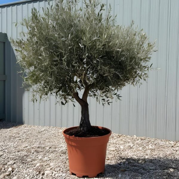 Arbequina Olive Tree for Sale – Mediterranean Beauty & Flavor at Home - Image 3