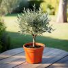 Arbequina Olive Tree for Sale – Mediterranean Beauty & Flavor at Home