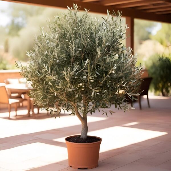 Arbequina Olive Tree for Sale – Mediterranean Beauty & Flavor at Home - Image 2