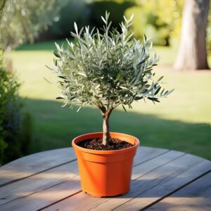 Arbequina Olive Tree for Sale – Mediterranean Beauty & Flavor at Home