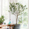 Arbequina Olive Tree for Sale – Mediterranean Beauty & Flavor at Home