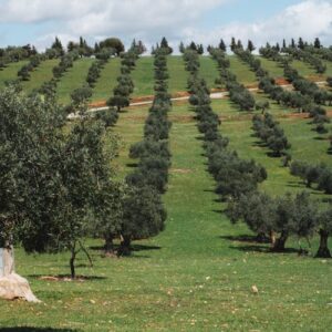 Sunny olive grove under clear blue sky with rolling hills