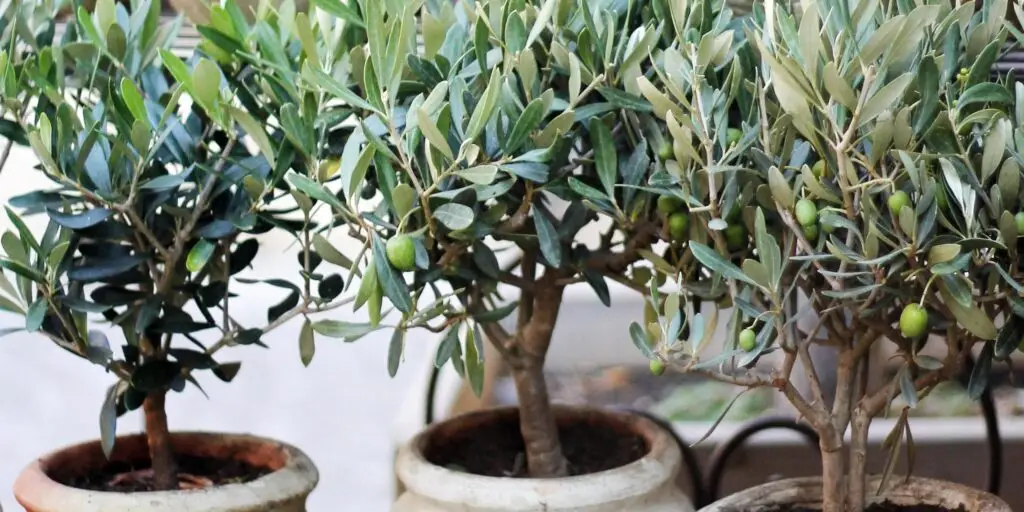 Planting and Growing Olive Trees in Pot