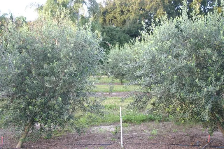 how-fast-do-arbequina-olive-trees-grow