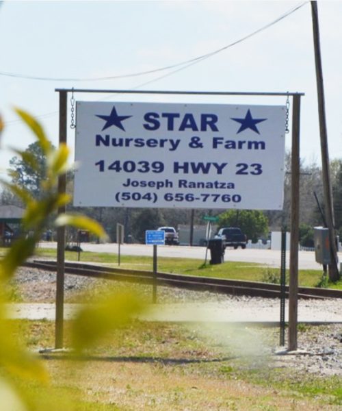 star-nursery-belle-chasse-location-sign-1 star-nursery-belle-chasse-location-sign-1